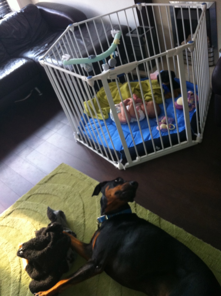 baby play pen and dog