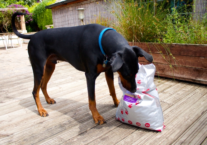 dobermann dog food bag